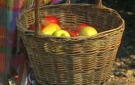 Retour de cueillette : le panier à fruits. Osier blanc tissé (reproduction musée de la vannerie) à Cadenet